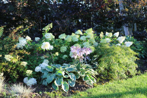 Hydrangeas front garden